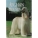 Afghan Hounds: World of Dogs